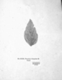 Triphragmium ulmariae image